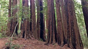 State Parks in California - The Ford Store Morgan Hill