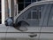 2026 Ford Expedition Tremor®